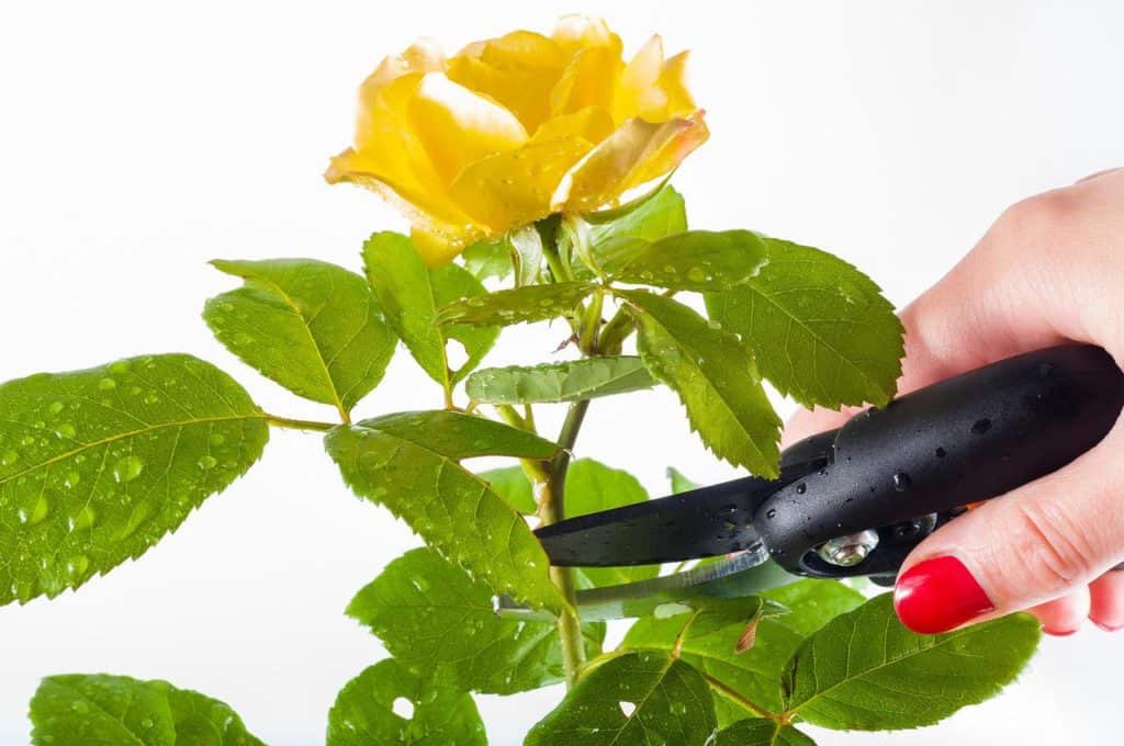 Rose Pruning